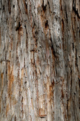 texture & background from a tree bark