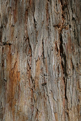 texture & background from a tree bark