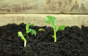 Pea sprouts growing in fertile soil