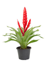 Bromeliad isolated on white background