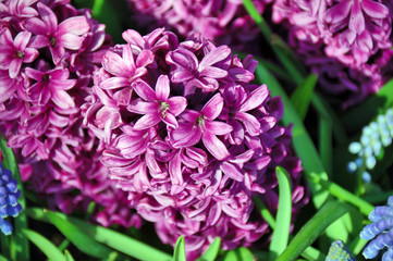 Lilac hyacinth