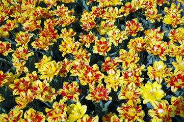 Yellow-red tulips