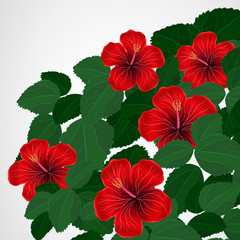 Floral design background. Hibiscus flowers.
