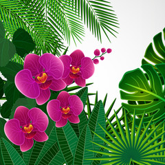 Floral design background. Orchid flowers.