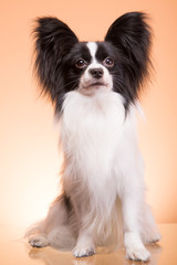Beautiful papillon dog sitting on pink background