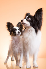 two papillon dogs on pink background