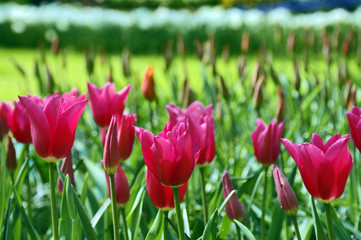 Tulips