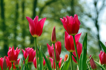 Obraz premium Tulips