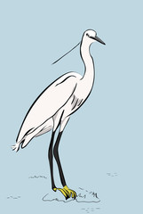 White heron -hand drawn realistic illustration