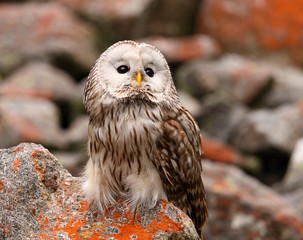 Ural owl
