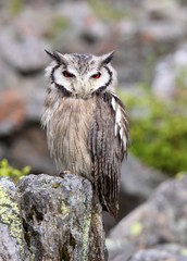 Southern White-faced Scops Owl