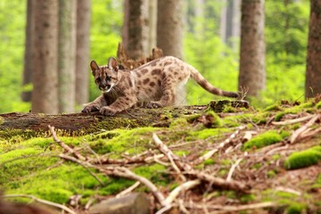 Puma kitten