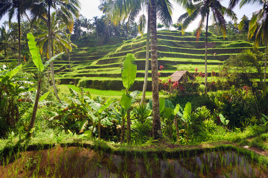 Terrace rice fields, Ubud, Bali, Indonesia