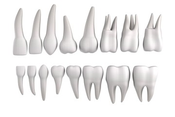 realistic 3d render of human teeth