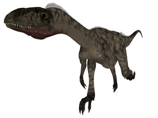 Coelophysis - 3D Dinosaur