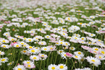 Gänsbelümchenwiese / daisy flower meadow  [_de]