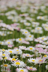 Gänsbelümchenwiese / daisy flower meadow  [_de]