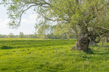 Young budding leaves at an old willow tree