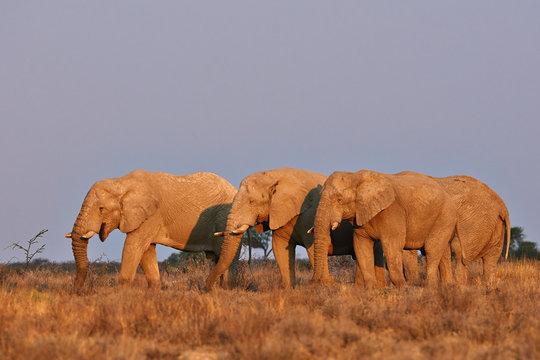 Elephants at sunset in  Etosha National Park