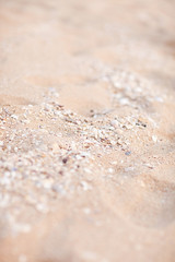 Fototapeta na wymiar Sea shells on sand. Summer beach background. 