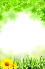 Maple leaves and green grass