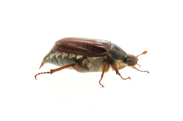 Chafer