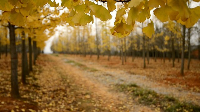 golden ginkgo tree,