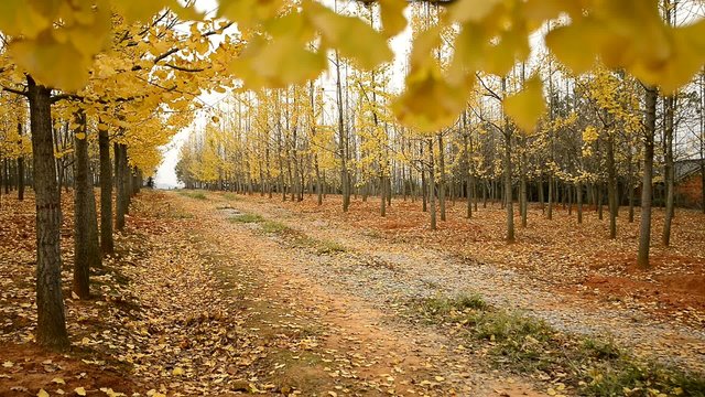 golden ginkgo tree,