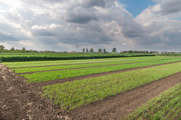 Fototapeta na wymiar field of young wheat