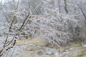 Ice storm on branches