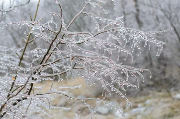 No drill light filtering roller blinds Storm Ice storm on branches