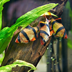 Aquarium fishes. Barbus puntius tetrazona
