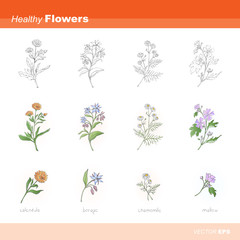 Obraz na płótnie Canvas Healthy flowers