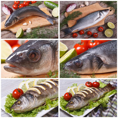 Set of photo sea bass close-up