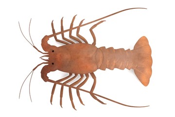 realistic 3d render of crustacean - spiny lobster