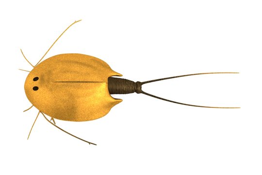 realistic 3d render of triops cancriformis