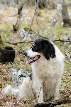 Tornjak dog in forest