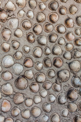 Background picture made from cockles glued in rows on sand wall