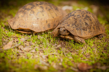 Two terrestrial turtles resting on the grass
