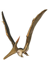 Pteranodon © photosvac