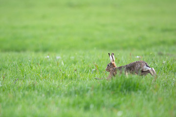 Obraz na płótnie Canvas Running European hare