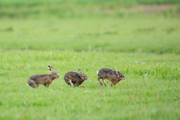 Running European hares © Ivonne Wierink