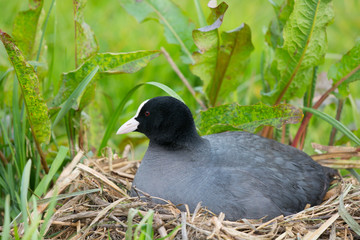 Eurasian Coot on nest