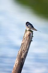 Common house Martin on pole