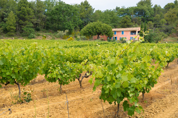 Fototapeta na wymiar Vineyards in France