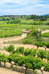 Fototapeta na wymiar Vineyards in France