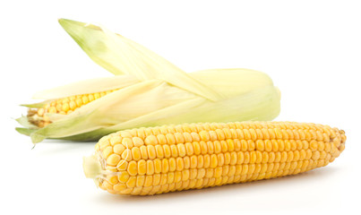 Fresh raw corn cobs isolated on the white background