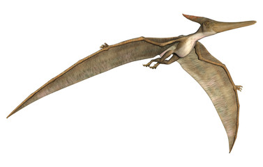 Pteranodon © photosvac