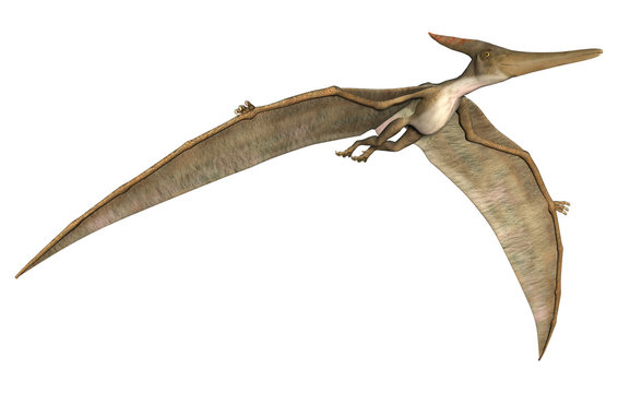 Premium Vector  Pteranodon flying dinosaur illustration flying pterodactyl  prehistoric dangerous creature of jurassic period pterodactylus prehistoric  dinosaur