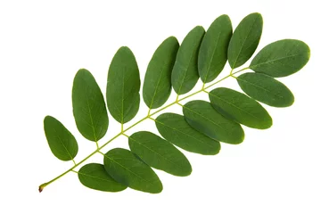 Foto op Aluminium Green leaf of acacia tree isolated on white background © versh